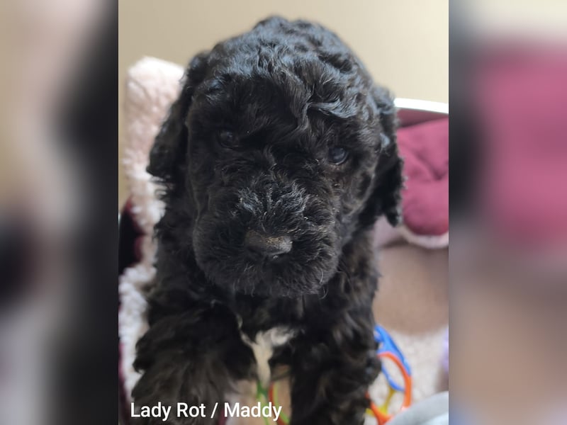 Hey, Herzensmensch - ich bin hier  Labradoodle F1b medium