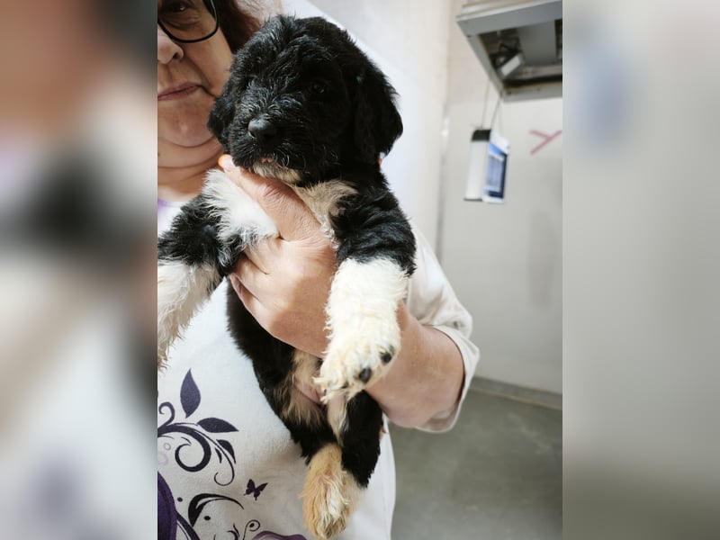 Hey, Herzensmensch - ich bin hier  Labradoodle F1b medium