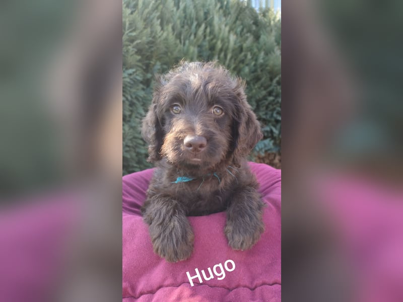 Herzensbrecher - Labradoodle F1 Rüden