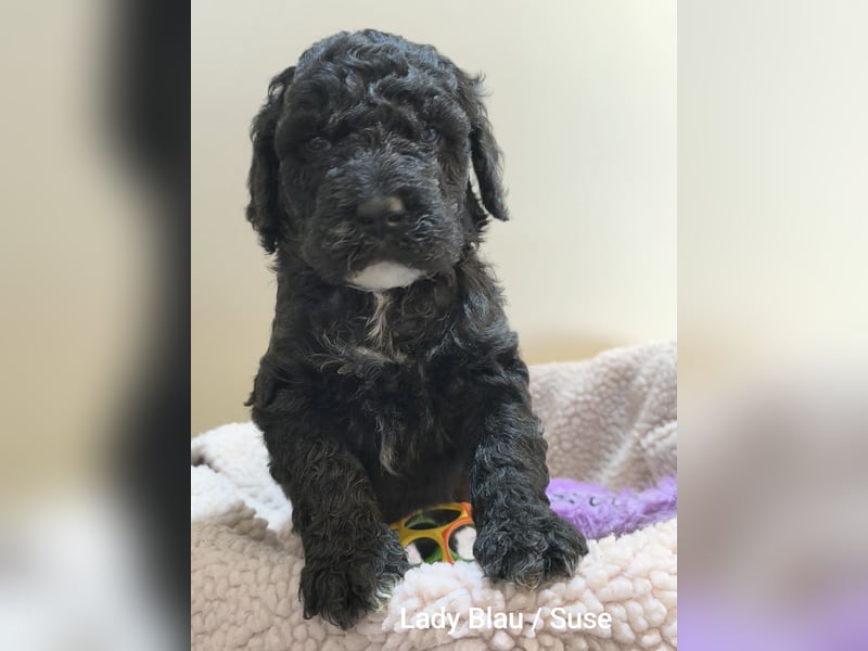 Hey, Herzensmensch - ich bin hier  Labradoodle F1b medium