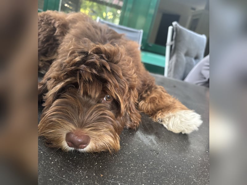 Sealand's Australian Labradoodle - Informationen