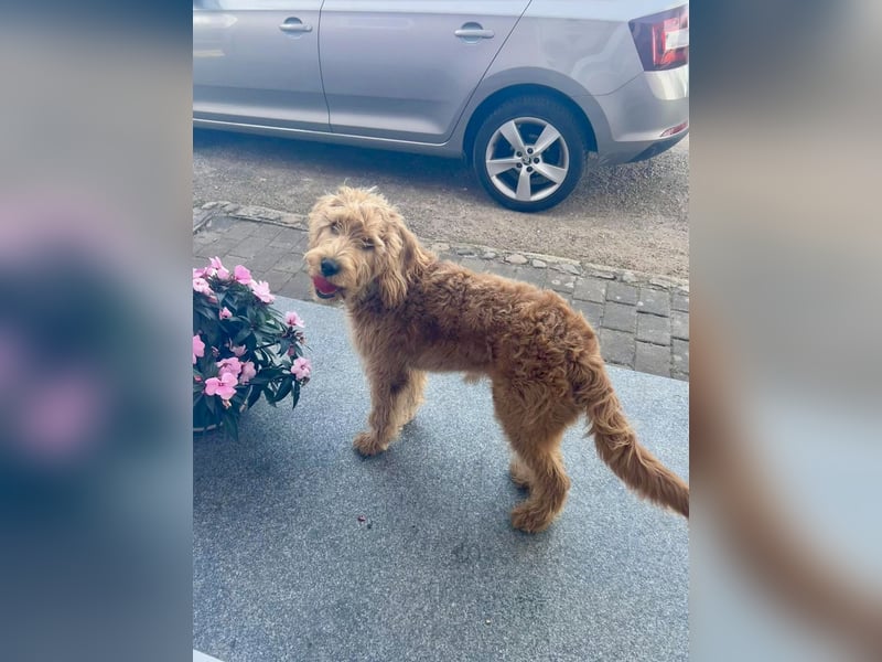 Apricot Labradoodle F1 Welpen in medium aus familiärer Zucht