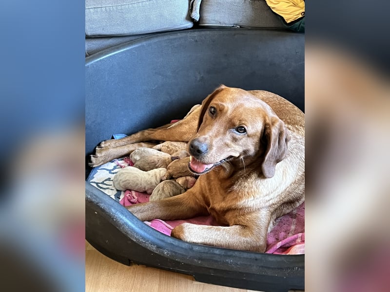 Apricot Labradoodle F1 Welpen in medium aus familiärer Zucht