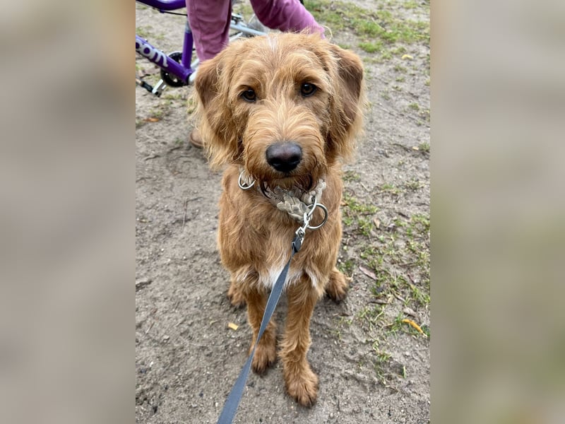 Apricot Labradoodle F1 Welpen in medium aus familiärer Zucht