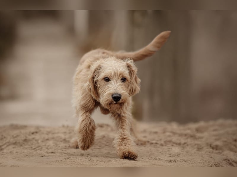 Apricot Labradoodle F1 Welpen in medium aus familiärer Zucht