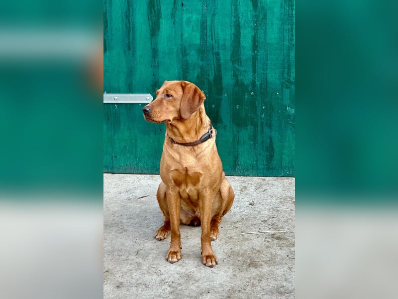 Apricot Labradoodle F1 Welpen in medium aus familiärer Zucht