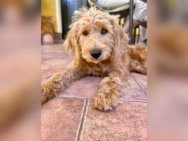 Apricot Labradoodle F1 Welpen in medium aus familiärer Zucht