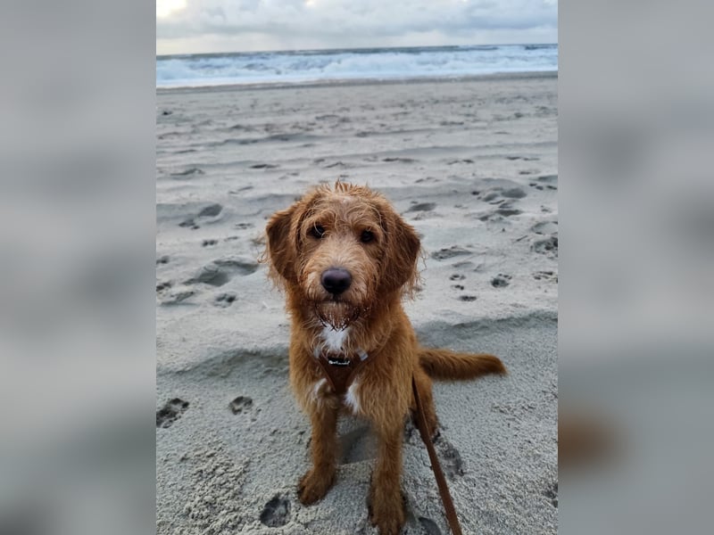 Apricot Labradoodle F1 Welpen in medium aus familiärer Zucht