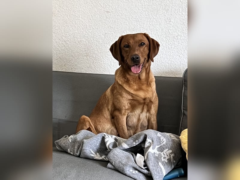 Apricot Labradoodle F1 Welpen in medium aus familiärer Zucht