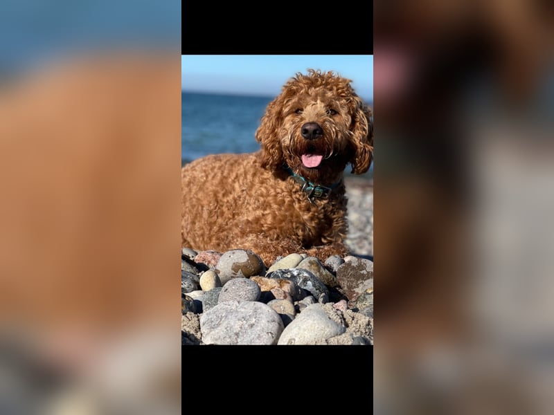 Labradoodle Welpen in Foxred