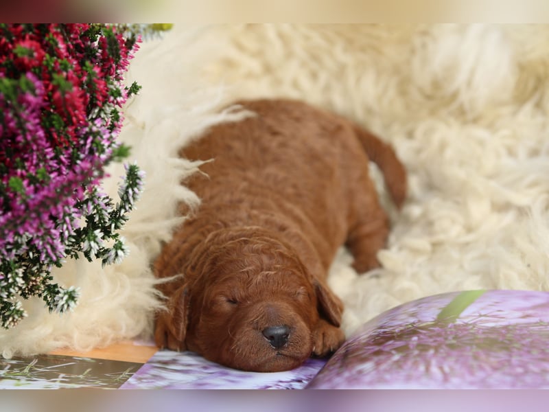 Labradoodle Welpen in Foxred