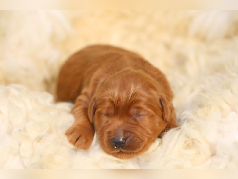 Labradoodle Welpen in Foxred