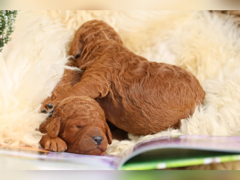Labradoodle Welpen in Foxred