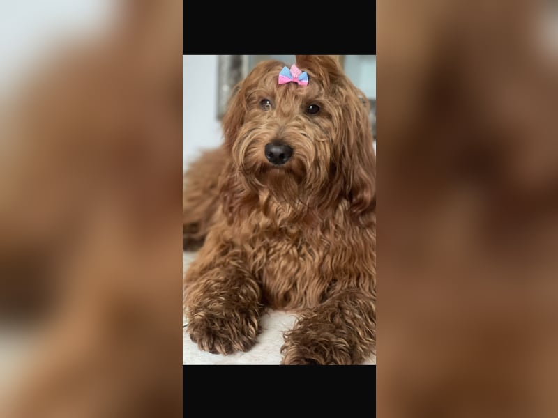 Labradoodle Welpen in Foxred