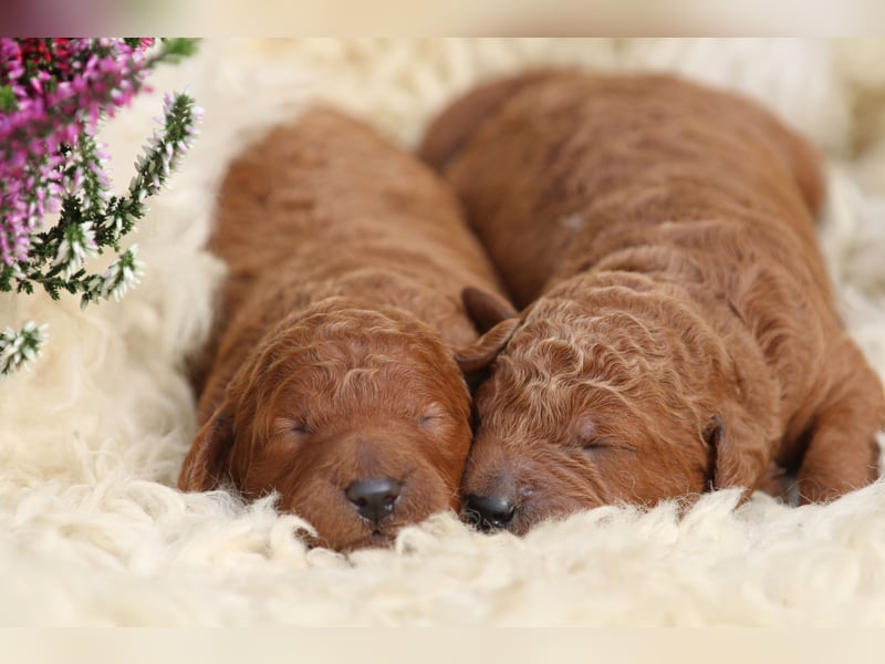 Labradoodle Welpen in Foxred
