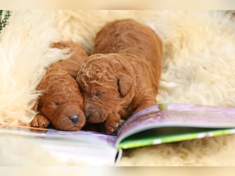 Labradoodle Welpen in Foxred