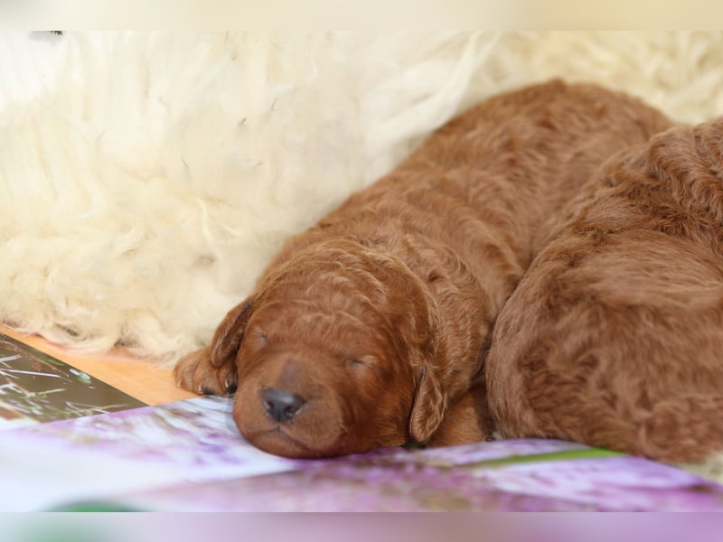 Labradoodle Welpen in Foxred