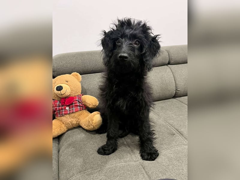 TEO verspielter ca. 5-6 mon. Labradoodle-teenager sucht Familie