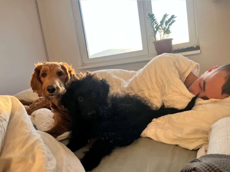 TEO verspielter ca. 5-6 mon. Labradoodle-teenager sucht Familie