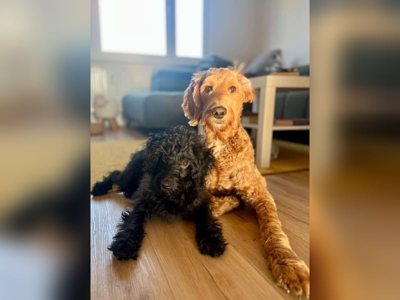 TEO verspielter ca. 5-6 mon. Labradoodle-teenager sucht Familie