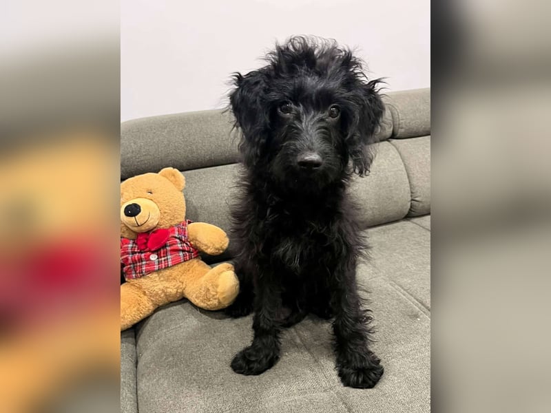 TEO verspielter ca. 5-6 mon. Labradoodle-teenager sucht Familie