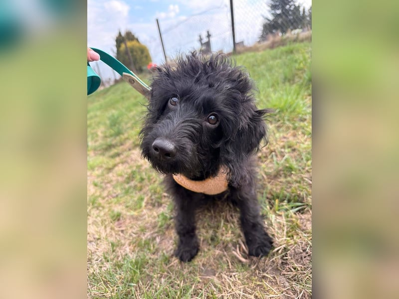 TEO verspielter ca. 5-6 mon. Labradoodle-teenager sucht Familie