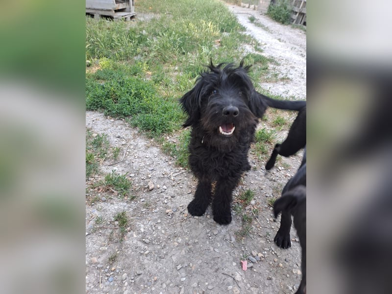 AMOR ca. 2 J. Labradoodlerüde , unsicher ,ideal als 2.Hund