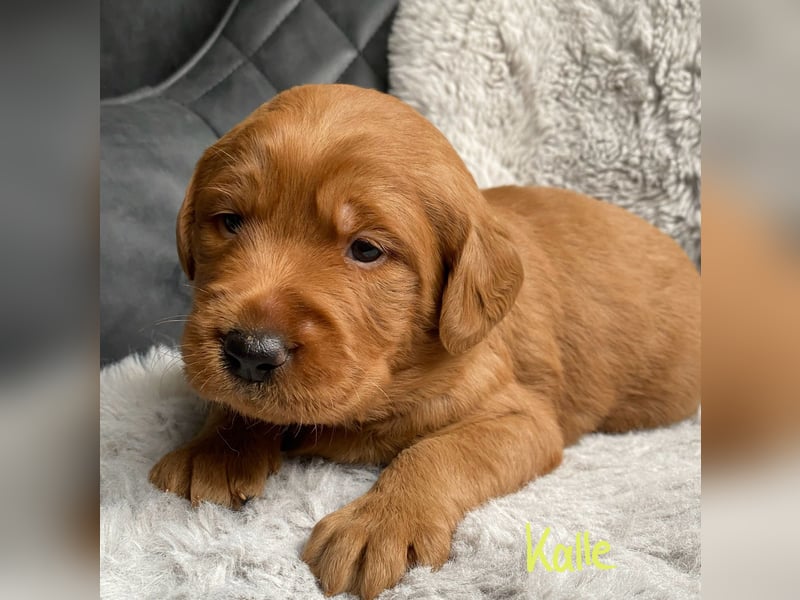 Labradoodle  apricot