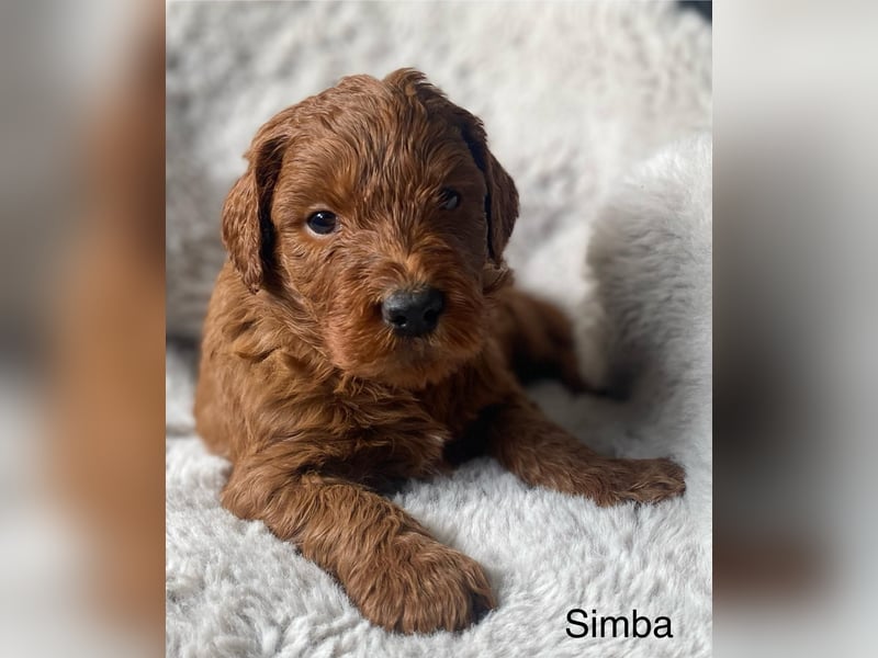 Labradoodle  apricot