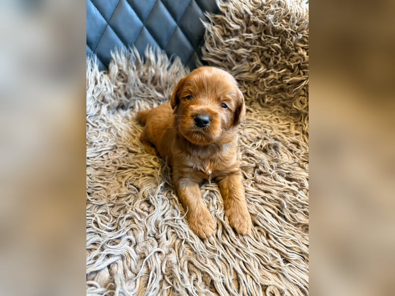 Medium-Labradoodle in wunderschönem apricot