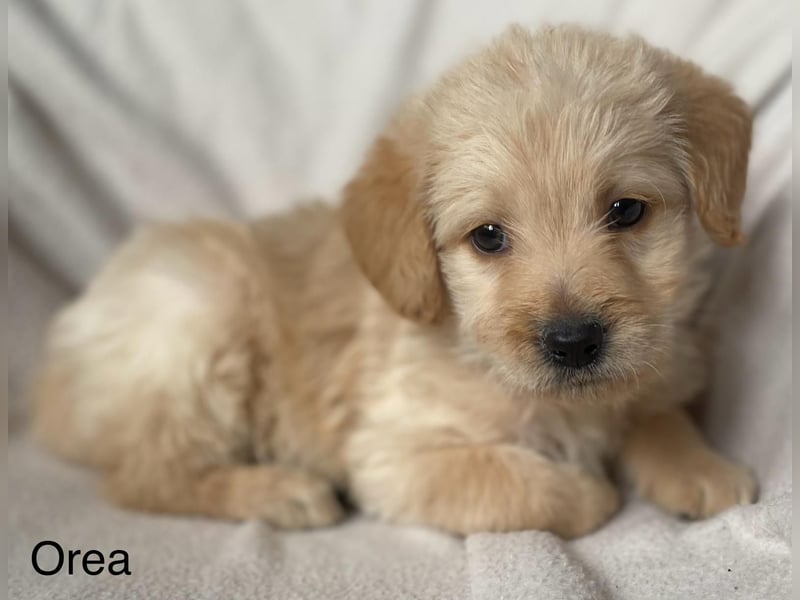 Labradoodle  apricot