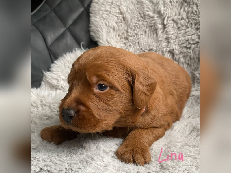 Labradoodle  apricot