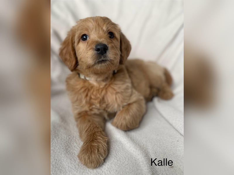 Labradoodle  apricot