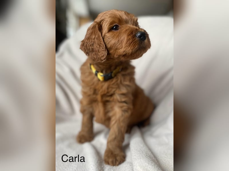 Labradoodle  apricot