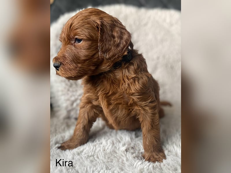 Labradoodle  apricot