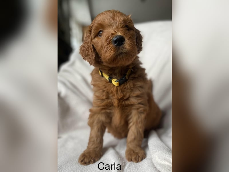 Labradoodle  apricot