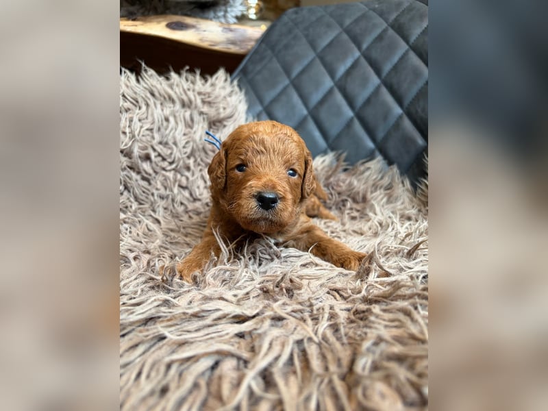 Medium-Labradoodle in wunderschönem apricot