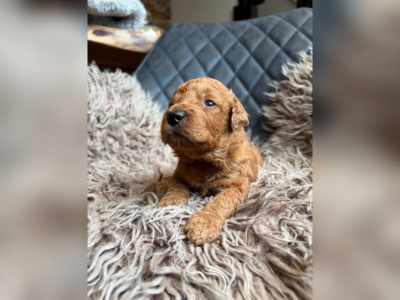 Medium-Labradoodle in wunderschönem apricot