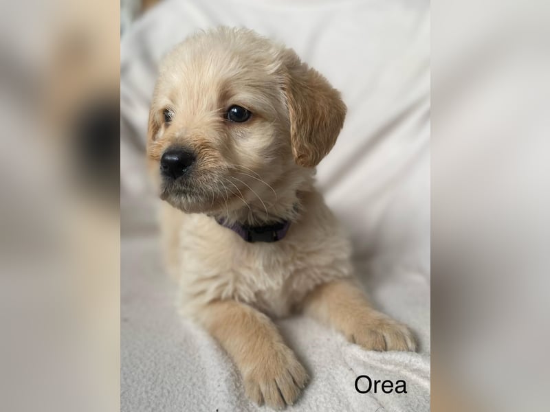 Labradoodle  apricot