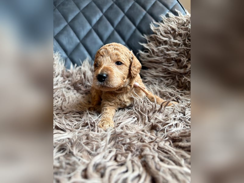 Medium-Labradoodle in wunderschönem apricot