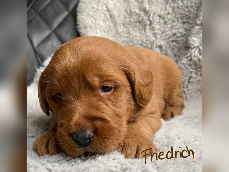 Labradoodle  apricot