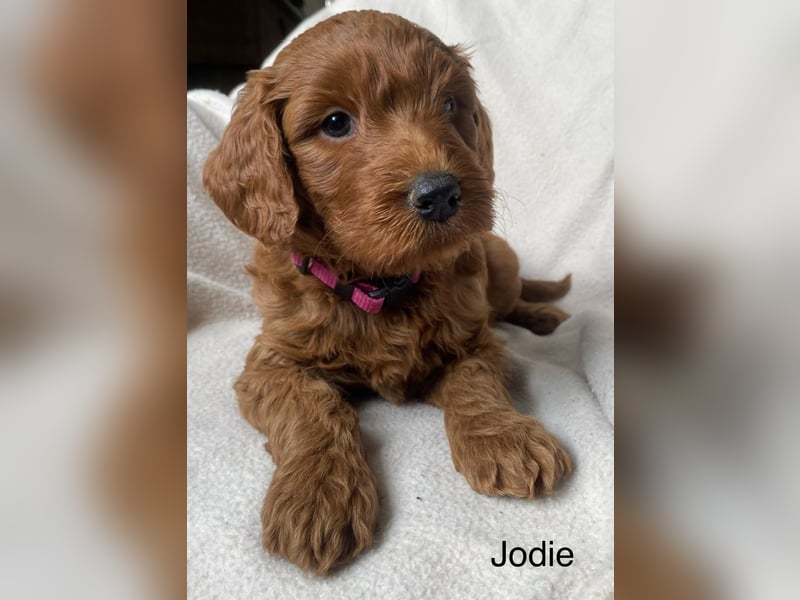 Labradoodle  apricot