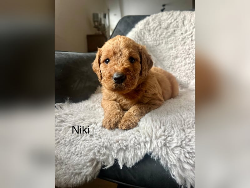 Labradoodle  apricot