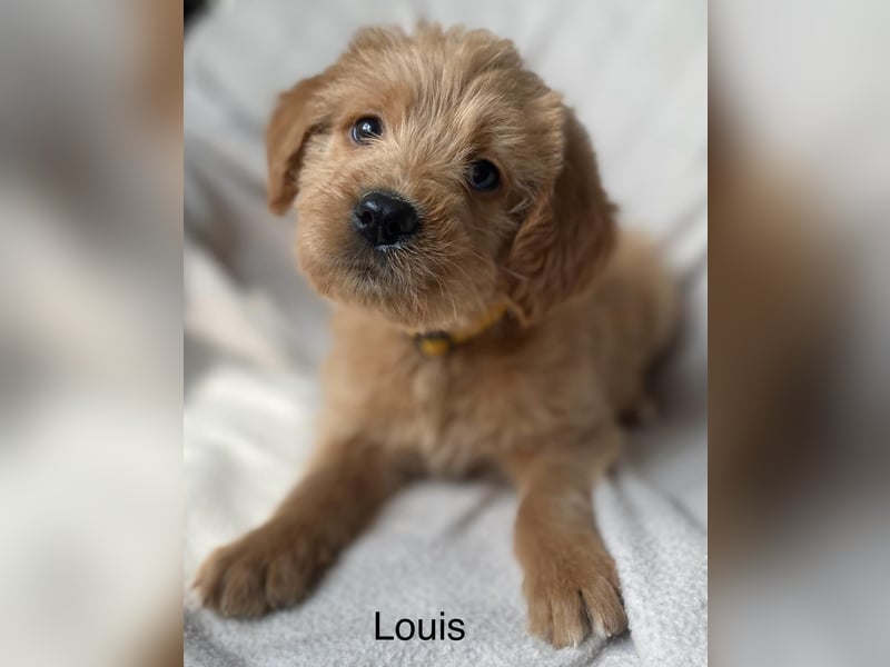 Labradoodle  apricot