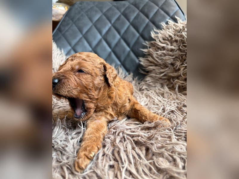 Medium-Labradoodle in wunderschönem apricot