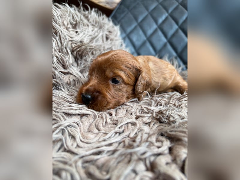 Medium-Labradoodle in wunderschönem apricot