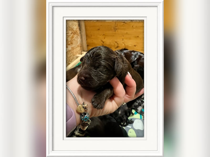 Leopard Labradoodle F1  Welpen