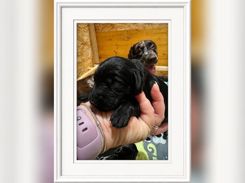 Leopard Labradoodle F1  Welpen