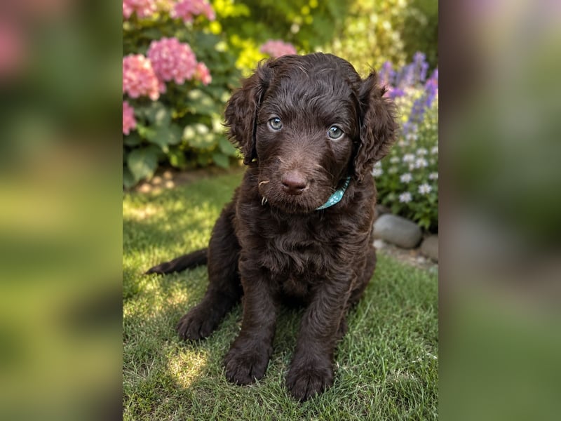 Leopard Labradoodle F1  Welpen ab sofort abzugeben