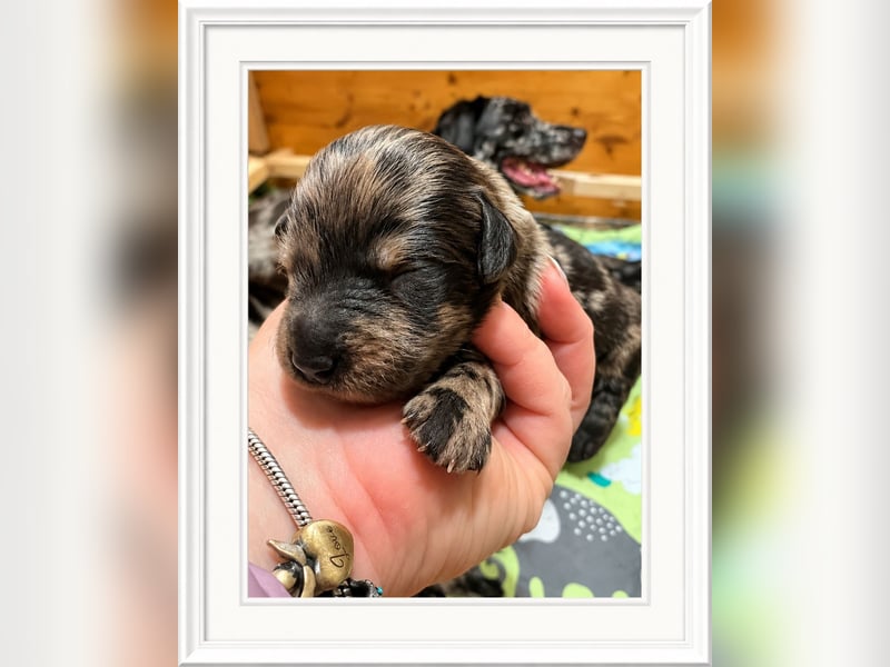 Leopard Labradoodle F1  Welpen